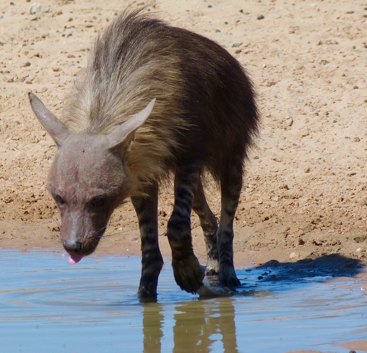 A brown hyena, Hyaena brunnea, at a Kalahari waterhole (Kgalagadi Transfrontier Park); the Owens' Deception Valley clan was the first wild population of the species to be studied.
